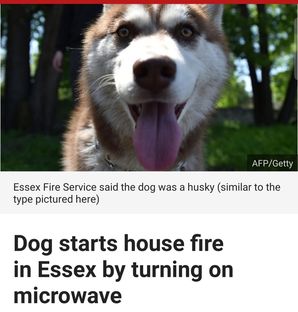 Roses are red my names Dave