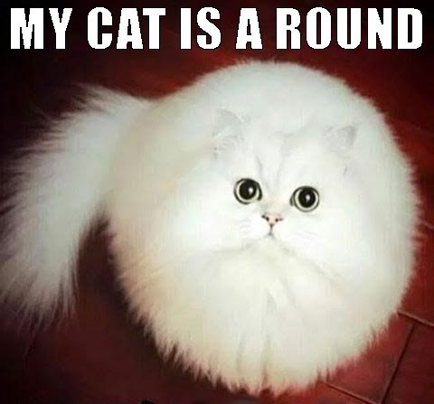 Round Cat