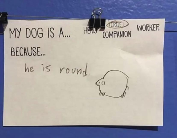 Round dog