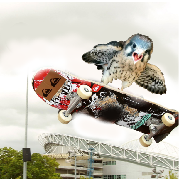 rphotoshopbattles didnt like the origin photo but I just had to share this masterpiece with reddit I call it Tiny Hawk