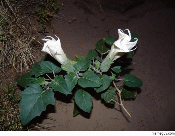 Sacred datura blossoms take about  seconds to open and only last one night