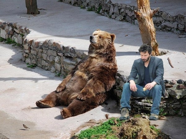 Sad bear gets some company