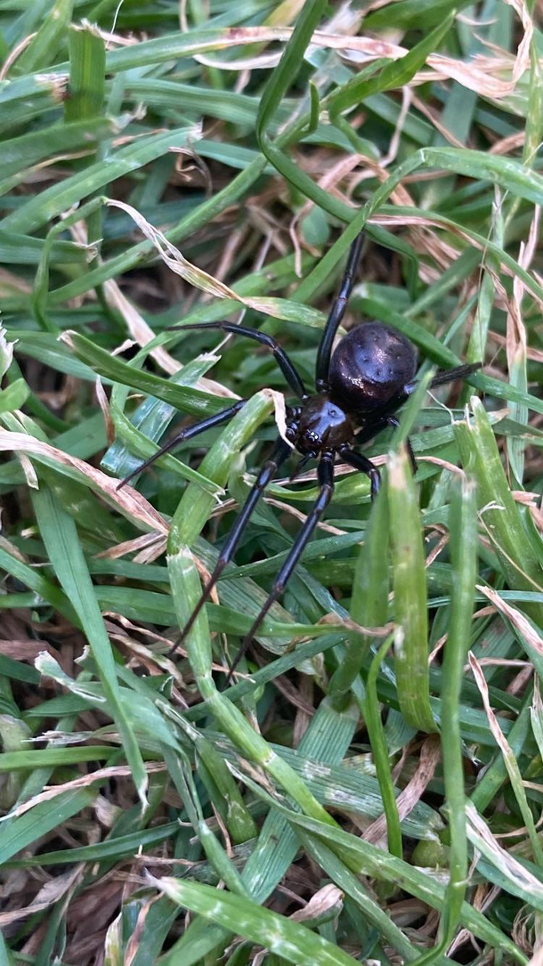 Sad spider zoom in