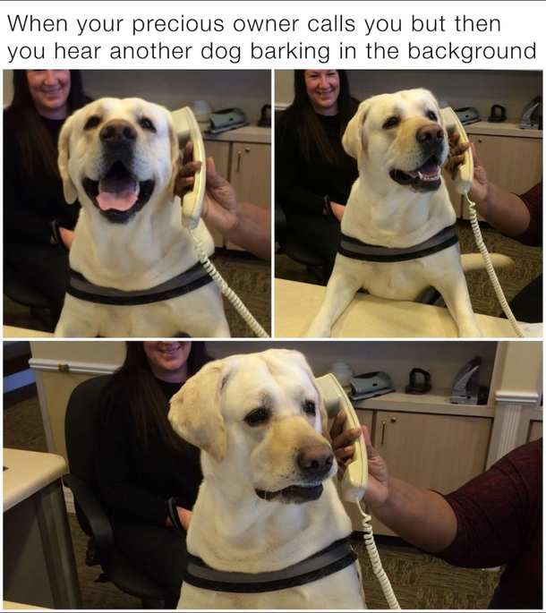 sad woof