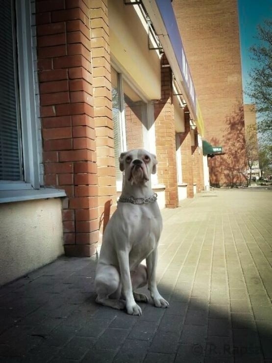 Saddest dog in whole eastern Europe