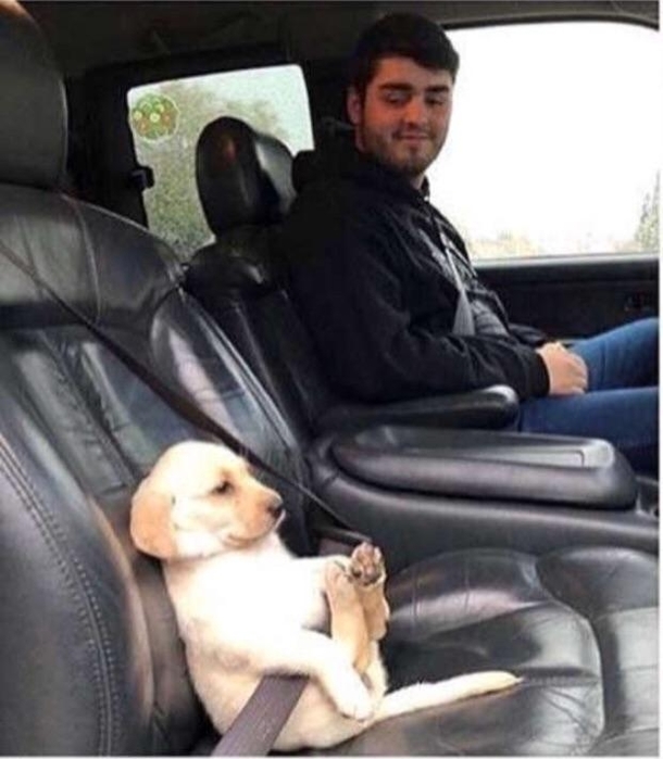 Safety first little pupper