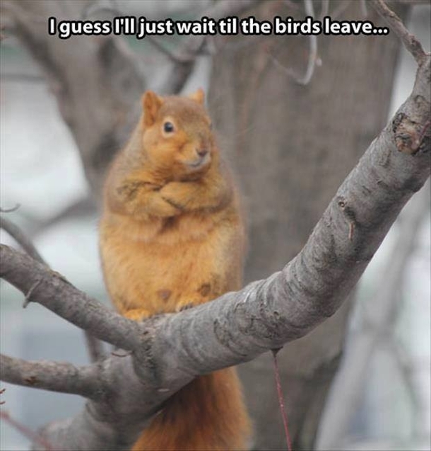 Said no squirrel ever