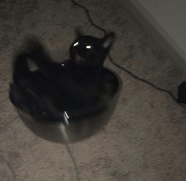 Salem figuring out how to sit in a bowl