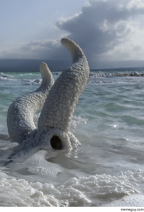 Salt encrusted animal skull partially submerged in water
