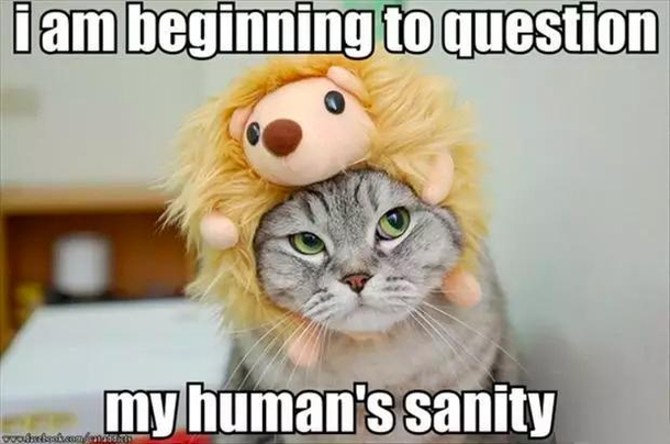 Sanity not found