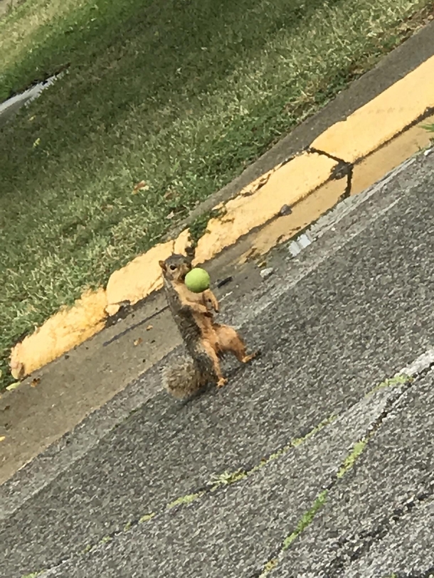 Sat at a stop sign way to long because of this could not stop laughing