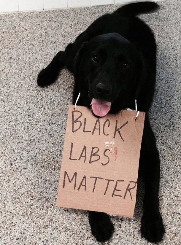 Save the Labs