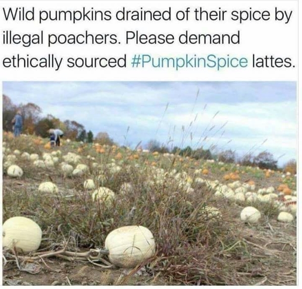 Save the pumpkins