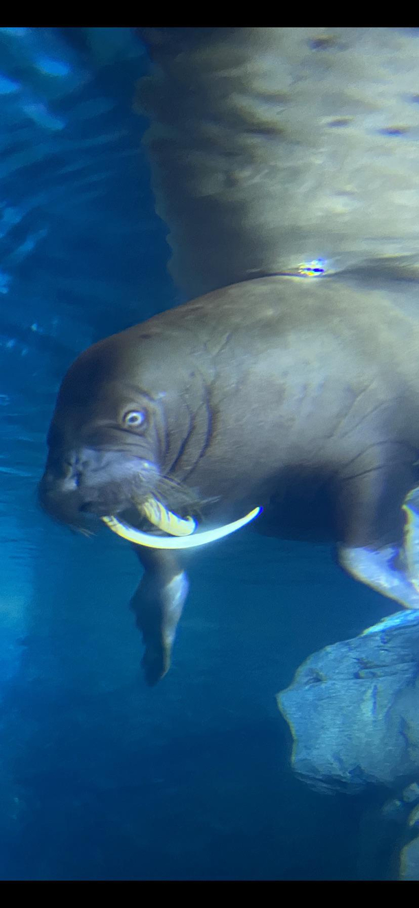 Saw a walrus questioning its existence today