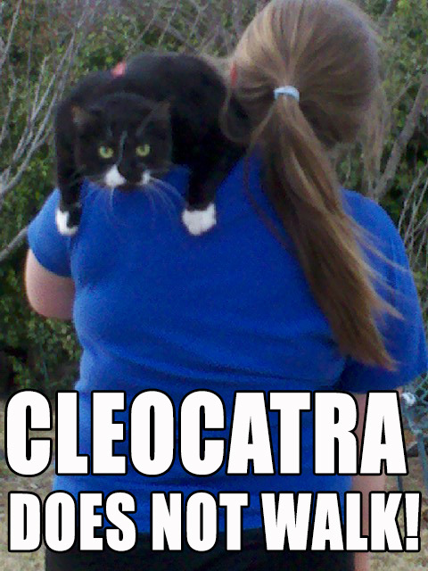 Saw my neighbor taking her cat for a walk