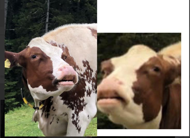 Saw some cows today