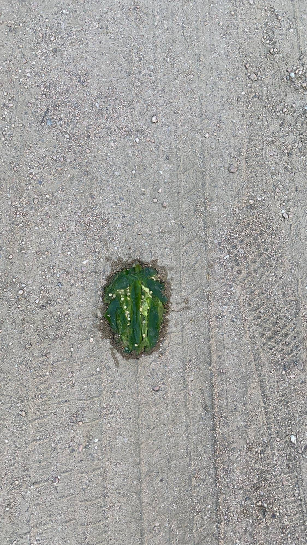 Saw some vegan roadkill at the farmers market today