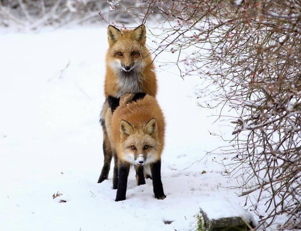 Saw these foxes playing leap frog at the nature park