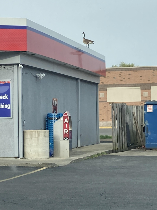 saw this depressed fella about to jump while i was getting gas thinking i should call in a negooseiator to talk him down