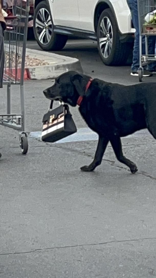 Saw this good boi at Costco today
