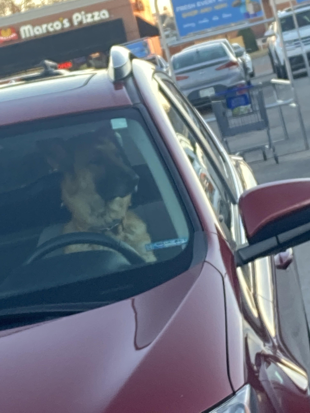 Saw this guy waiting on his wife to get back from the store