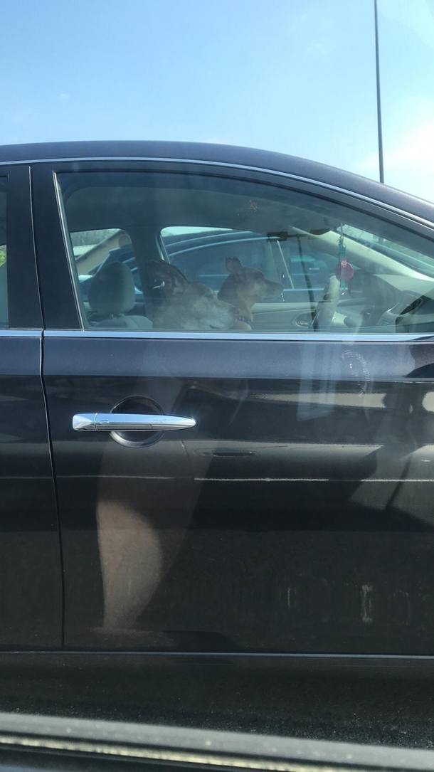 Saw this lovely couple while out driving today