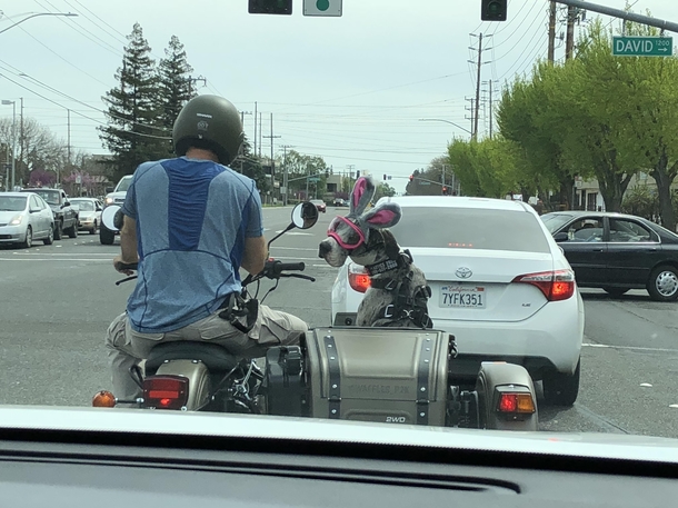 Saw this on my Easter commute What a weird bunny