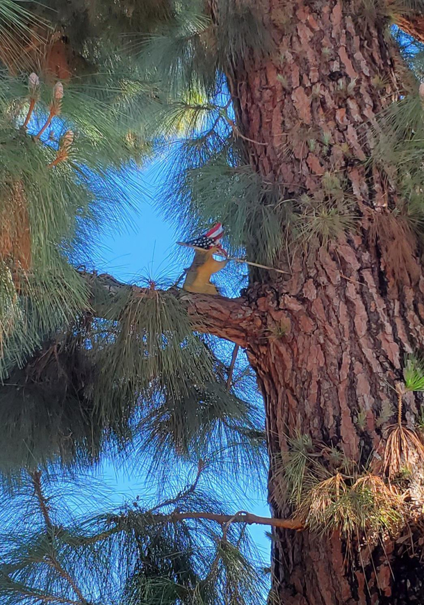 Saw this Patriotic squirrel on my walk today