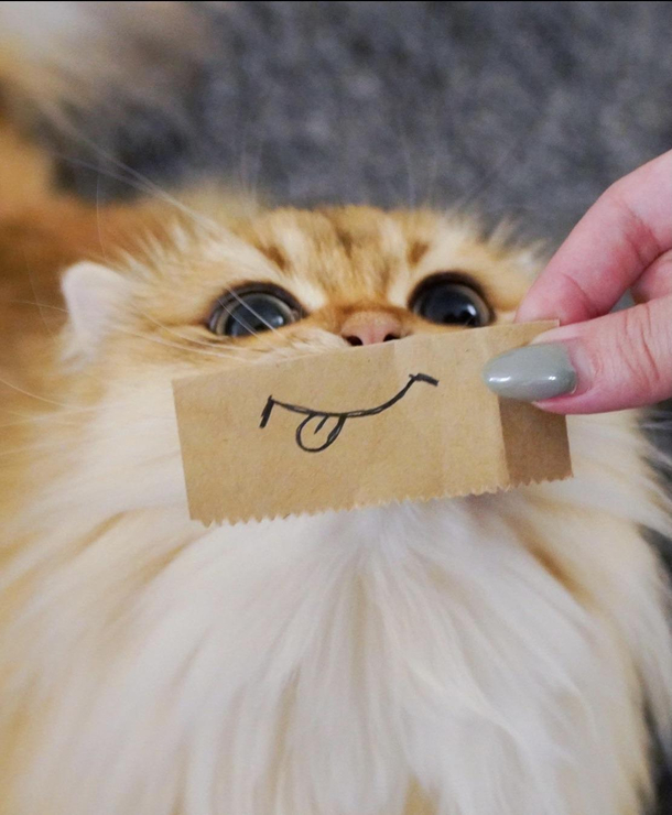 Say cheese 