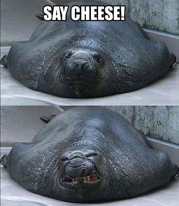 Say cheese