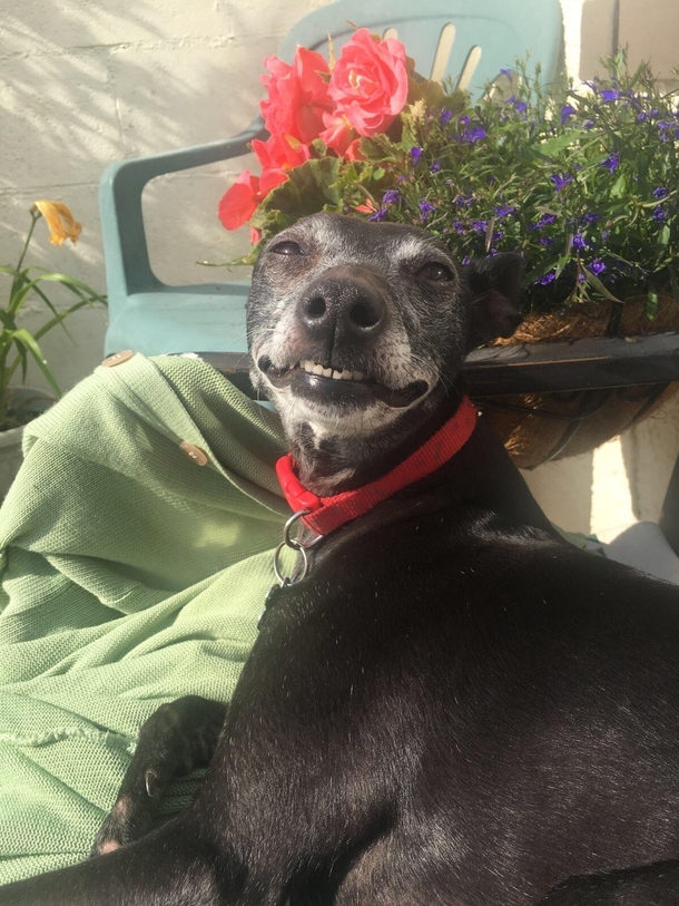 Say cheese