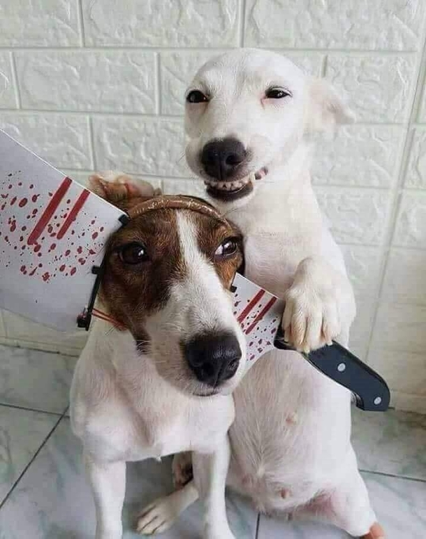 say cheese