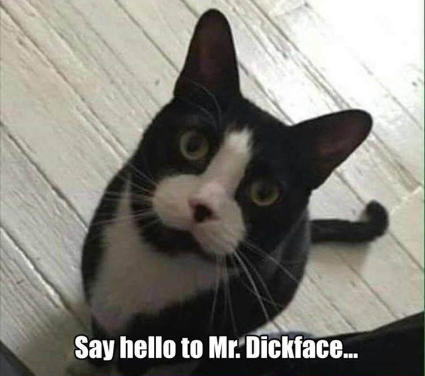 Say Hello to Mr