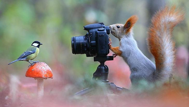 Say Trees For the camera 