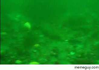 Scallops swimming This is awesome