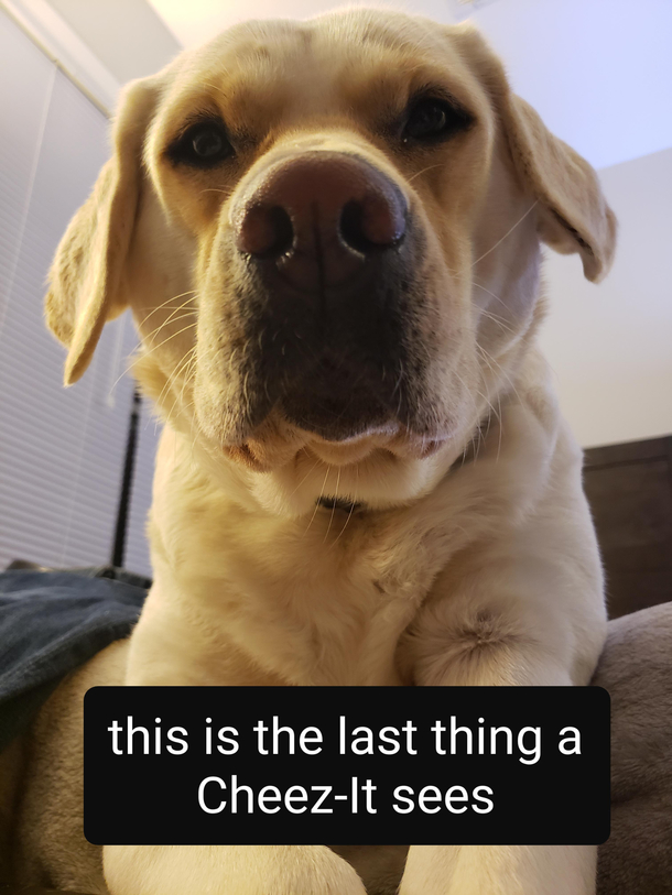 scared Cheez-It noises