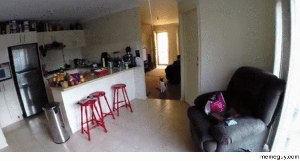 Scared the crap out of my cat with a GoPro zip line Credit to ubrasher for the gif