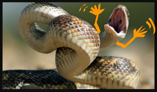 Scaredy Snake 