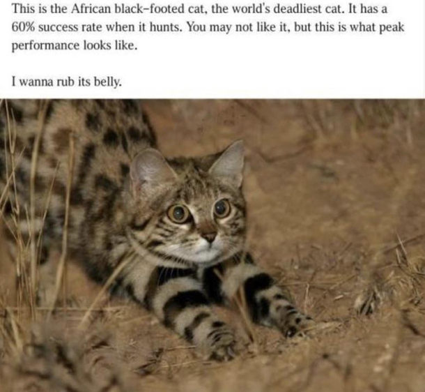 scary animal