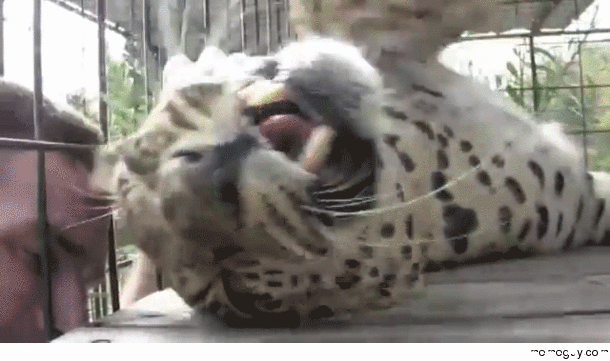 Scratch my head motherfucker