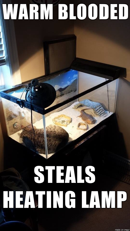 Scumbag Cat