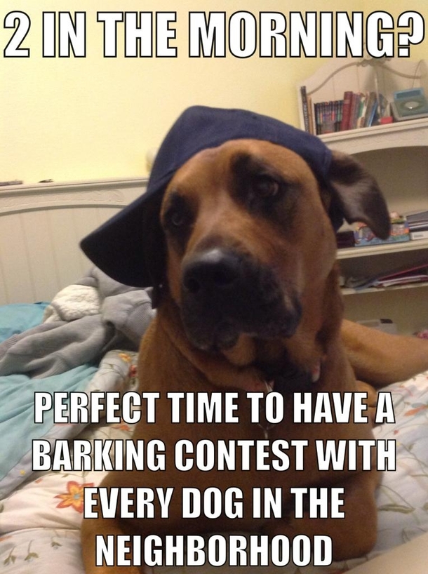 Scumbag dog