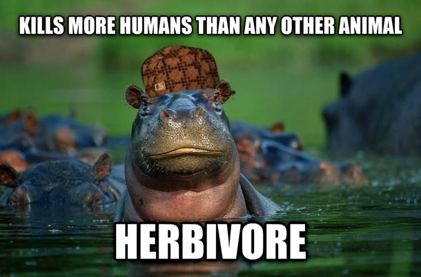 Scumbag Hippo