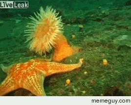 Sea anemone runs away from starfish
