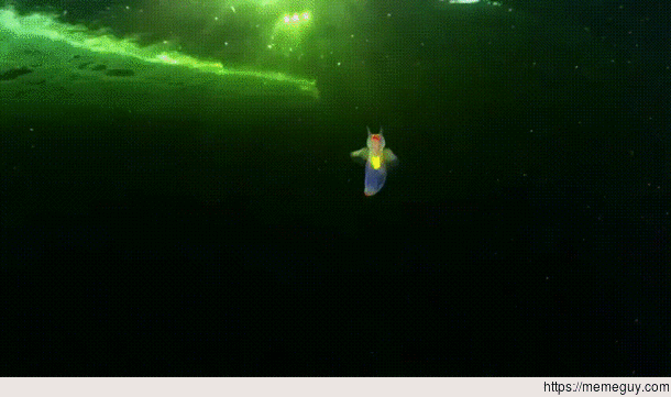 Sea Angel Fish under White Sea Ice