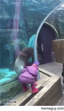 Sea lion wants to play ferch with little girl