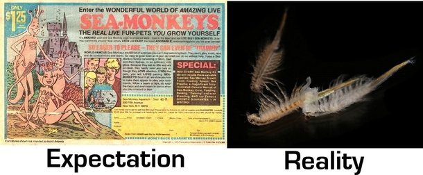 Sea Monkeys