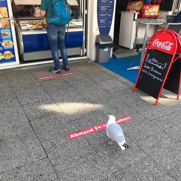 Seagull keeping social distance
