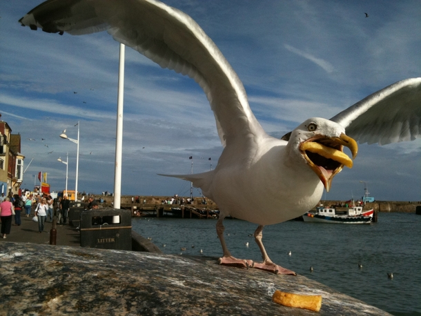 Seagull trying to eat a french fry