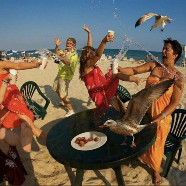 Seagulls crashing the picnic